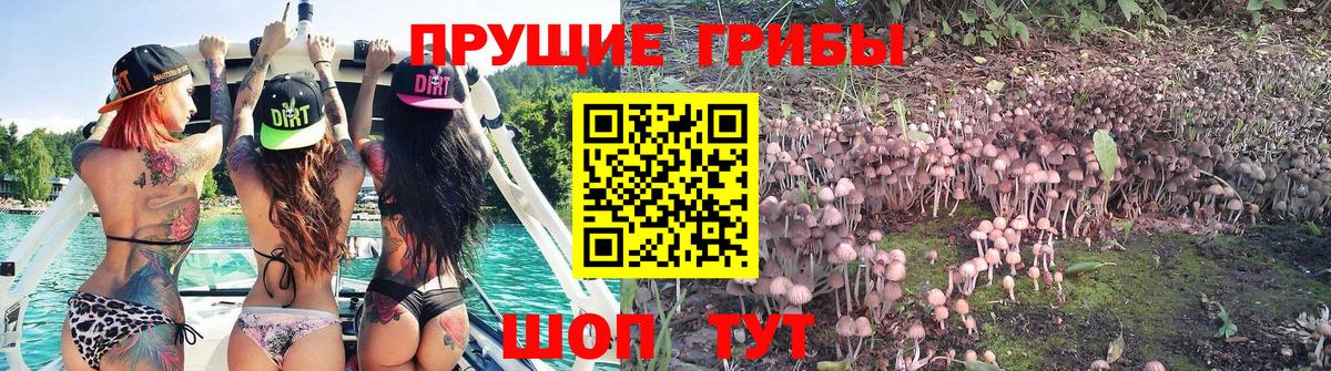 Псилоцибиновые грибы GOLDEN TEACHER  Вход с VPN  Галлюциногенные грибы мухоморы  Верхняя Пышма 