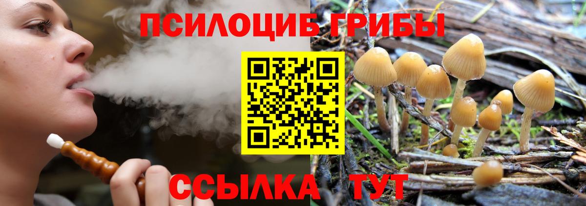 Галлюциногенные грибы Psilocybe Верхняя Пышма
